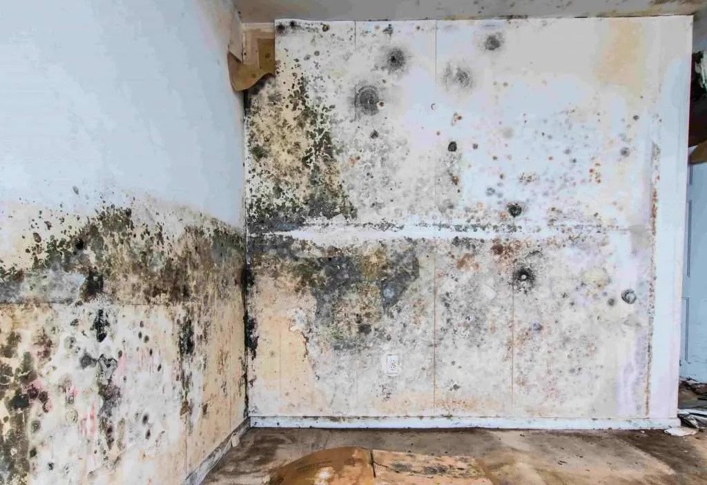 Water Damage Leads to Mold Growth